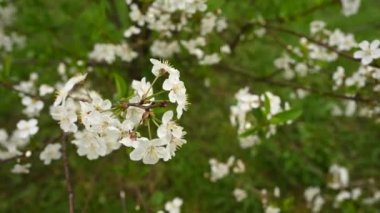 İlkbahar dallarında rüzgarda kiraz ağacı çiçek açar. Panorama video görüntüsü 4k