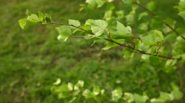 Baharda bir huş dalı. Rüzgarda taze yapraklar yavaş çekimde. Statik kamera