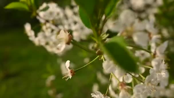 風の動きで春の枝に桜。静止カメラビデオ映像 — ストック動画