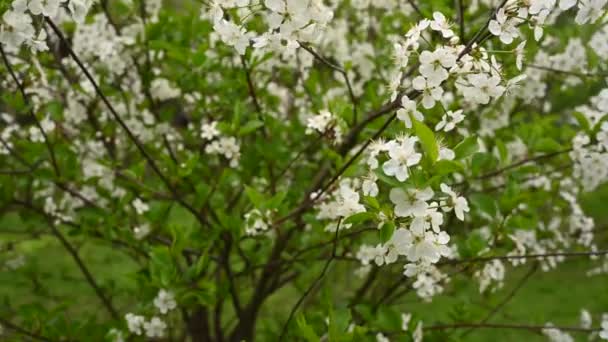 Árbol de flor de cerezo en primavera. Panorama vertical de la cámara de movimiento 4k video — Vídeos de Stock