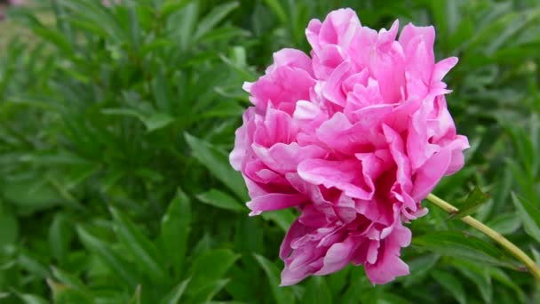 Ένα ροζ λουλούδι παιώνιας στον κήπο από κοντά. Το βίντεο είναι στατική κάμερα. — Αρχείο Βίντεο