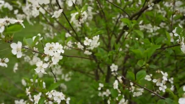 Cherry blossom tree in spring. Horizontal panorama of motion camera 4k video — Stock Video