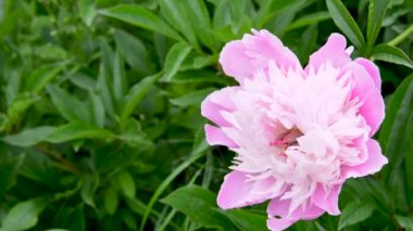 Bahçede pembe bir şakayık çiçeği. Yaklaş. Video sabit bir kamera..