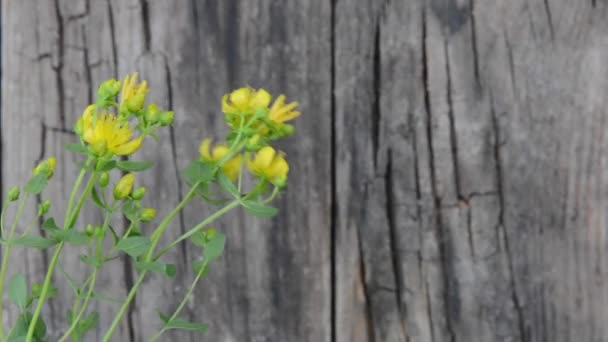 St. Johns wort medicinal plant against the background of wooden boards — Stock Video