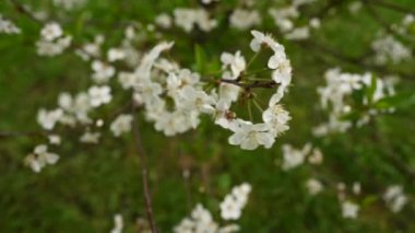 Cherry tree blossom tree in spring. Horizontal panorama of motion camera 4k video