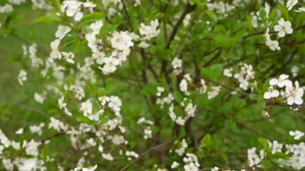 春には桜の木。動体カメラ4kビデオの垂直パノラマ — ストック動画
