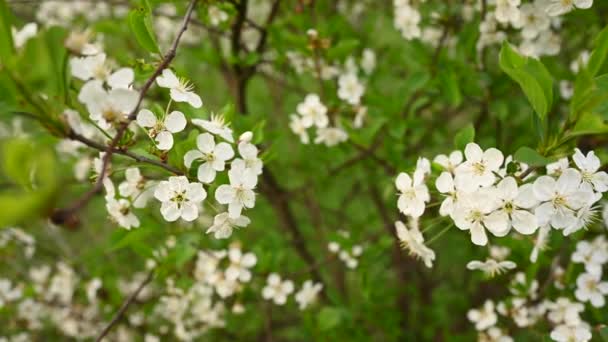 Cherry blossoms in spring branches in the wind movement. Static camera video footage 4k — Stock Video