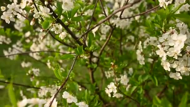 Árbol de flor de cerezo en primavera. Panorama vertical de la cámara de movimiento 4k video — Vídeos de Stock