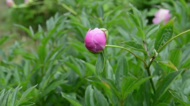 Un bocciolo di fiore di peonia rosa in giardino da vicino. Il video è una telecamera statica. — Video Stock