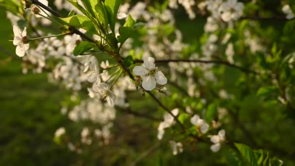 Flores de cerezo en ramas de primavera en el movimiento del viento. Cámara estática video filmación 4k — Vídeos de Stock