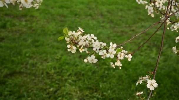 Cseresznyevirág a tavaszi ágakon a szélmozgásban. Statikus kamera videofelvétel 4k — Stock videók
