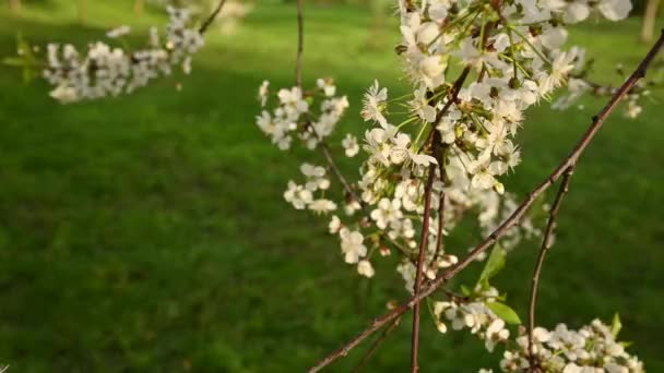 Flores de cerezo en ramas de primavera en el movimiento del viento. Cámara estática video filmación 4k — Vídeos de Stock