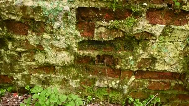 Background of the texture of an old brick wall in the style of grunge. Panorama camera video. — Stock Video