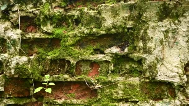 Fond de la texture d'un vieux mur de briques dans le style de grunge. Caméra panoramique vidéo. — Video