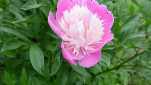 Un fiore di peonia rosa in giardino da vicino. Il video è una telecamera statica. — Video Stock