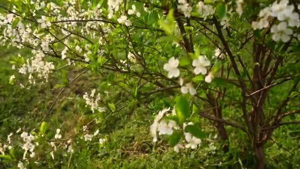 Árbol de flor de cerezo en primavera. Panorama vertical de la cámara de movimiento 4k video — Vídeos de Stock