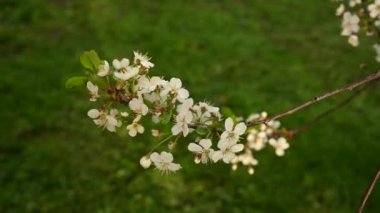 Rüzgâr hareketinde bahar dallarında kiraz çiçekleri açar. Statik kamera görüntüsü 4k