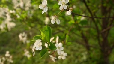 Rüzgâr hareketinde bahar dallarında kiraz çiçekleri açar. Statik kamera görüntüsü 4k