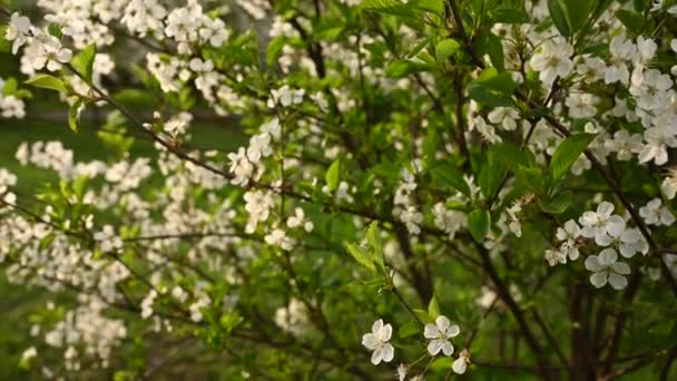 벚꽃은 봄에 핀다. 모션 카메라 4k 비디오의 수직 파노라마 — 비디오