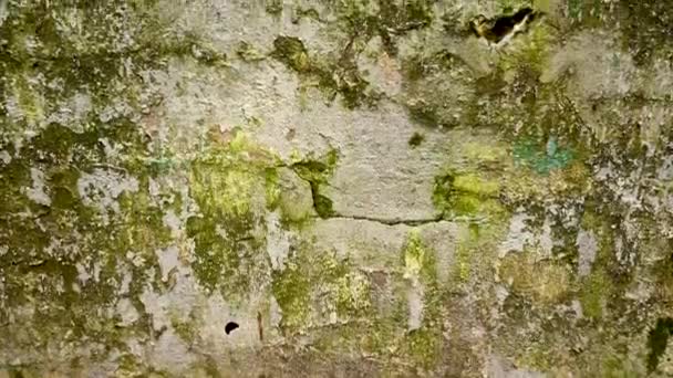 Background of the texture of an old brick wall in the style of grunge. Panorama camera video. — Stock Video