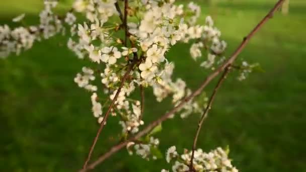 風の動きで春の枝に桜。スタティックカメラビデオ映像4k — ストック動画