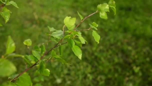 Le foglie di betulla in primavera su un giovane albero si muovono nel vento. Videocamera statica. — Video Stock