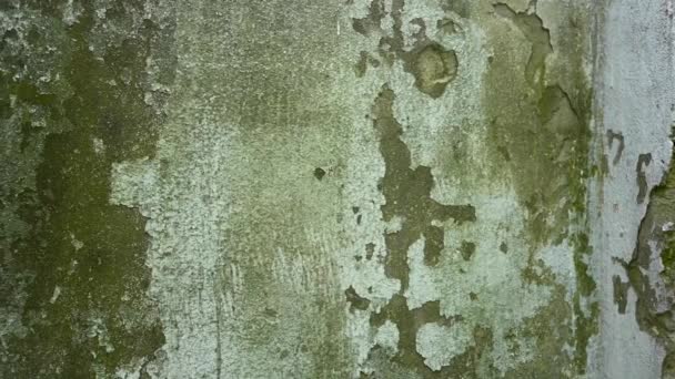 La texture de l'ancien mur. Texture grunge. Panorama vidéo — Video