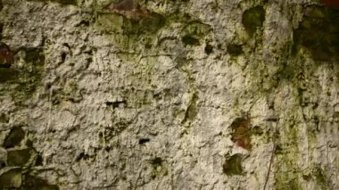 Eski bir tuğla duvarın arka planında grunge tarzında. Panorama kamera videosu.