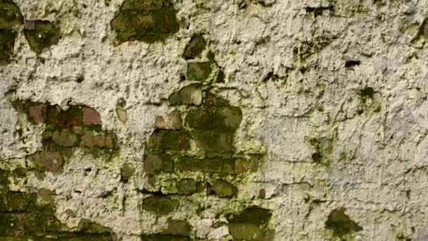 Fondo de la textura de una antigua pared de ladrillo en el estilo de grunge. Panorama cámara de vídeo. — Vídeos de Stock