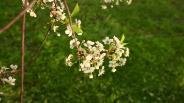 Rüzgâr hareketinde bahar dallarında kiraz çiçekleri açar. Statik kamera görüntüsü 4k