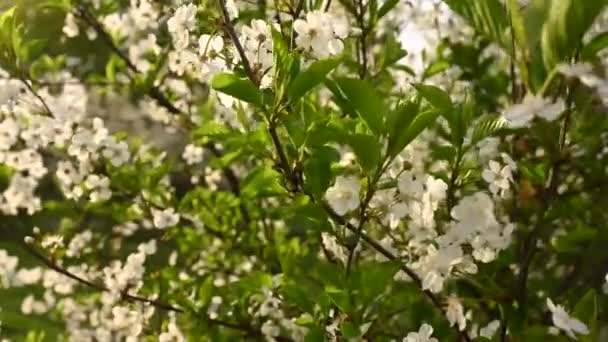 Körsbärsträd på våren. Vertikal panorama över rörelsekamera 4k video — Stockvideo