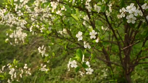 Árbol de flor de cerezo en primavera. Panorama vertical de la cámara de movimiento 4k video — Vídeo de stock