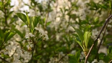 Baharda kiraz çiçeği ağacı. Hareket kamerasının yatay panoraması 4k video