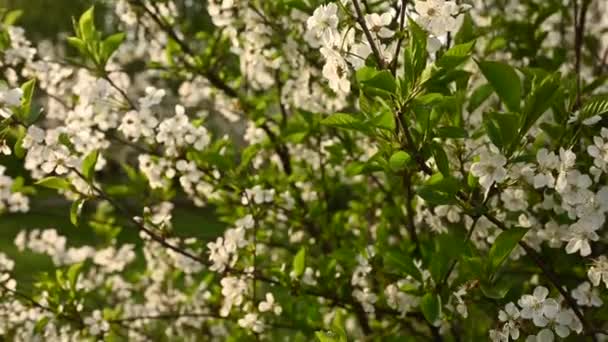 वसंत ऋतूमध्ये चेरी ब्लोसम झाड. गती कॅमेरा 4K व्हिडिओ अनुलंब पॅनोरामा — स्टॉक व्हिडिओ