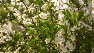Baharda kiraz çiçeği ağacı. Hareket kamerasının yatay panoraması 4k video