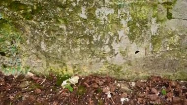 Eski bir tuğla duvarın arka planında grunge tarzında. Panorama kamera videosu.
