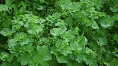 Alchemilla Mollis Panorama videosunu kelepçele. Sahadaki tıbbi tesis.