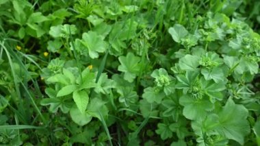 Alchemilla Mollis Panorama videosunu kelepçele. Sahadaki tıbbi tesis.