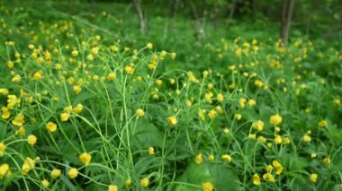Tarlada sarı düğün çiçeği. Ranunculus. Panorama videosu.