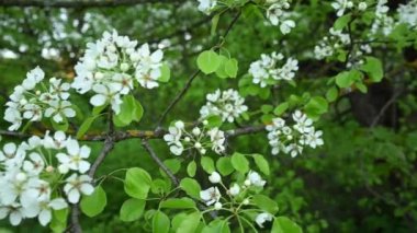 Armut çiçekleri baharda dallanır. Panorama video görüntüleri.