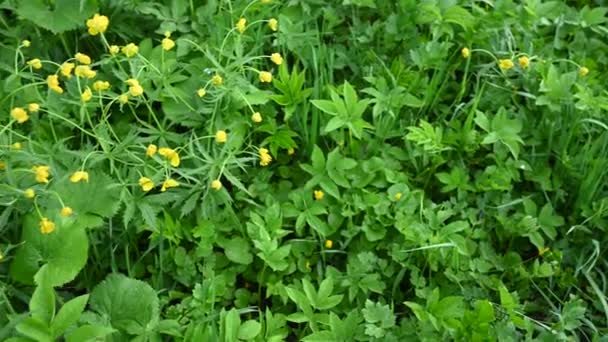 Gul smörblomma och aegopodium växt i fältet. Det är Ranunculus. Panorama-video. — Stockvideo