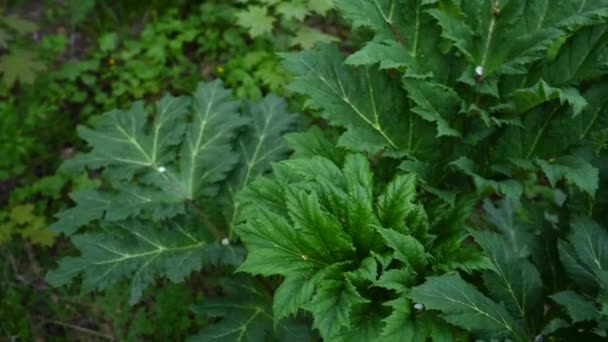 Las hojas de Hogweed se cierran. Panorama de plantas venenosas. — Vídeos de Stock