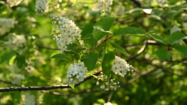 Rüzgar videosundaki bahar ağacında güzel kuş kirazları çiçek açıyor..
