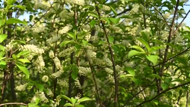 Bellissimi fiori di ciliegio uccello nell'albero primaverile nella videocamera a vento. Panorama. — Video Stock