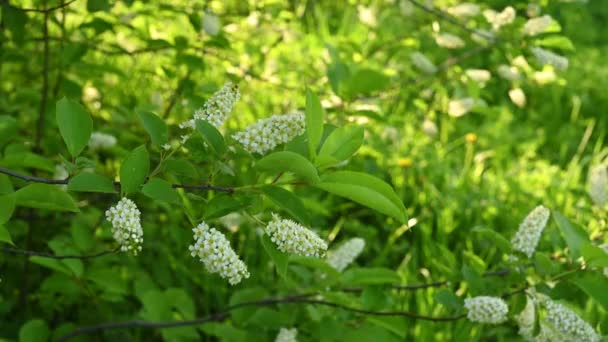 Beautiful bird cherry blossoms in the spring tree in the wind video. — Stock Video