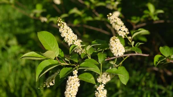 Hermosas flores de cerezo pájaro en el árbol de primavera en el video del viento. Cámara estática. — Vídeo de stock