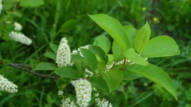 Rüzgar videosundaki bahar ağacında güzel kuş kirazları çiçek açıyor..