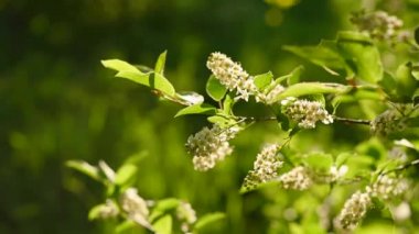 Rüzgar videosundaki bahar ağacında güzel kuş kirazları çiçek açıyor..