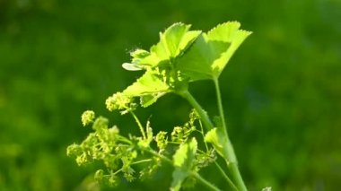 Rüzgâr statik kamera videosundaki alchemilla mollis 'i kelepçele. Sahadaki tıbbi tesis.
