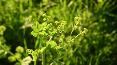 Rüzgâr statik kamera videosundaki alchemilla mollis 'i kelepçele. Sahadaki tıbbi tesis.